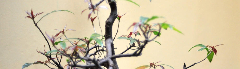 Wedding Planner – Il portale italiano per organizzare i tuoi ricevimenti